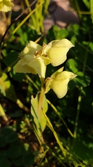 Pterygodium catholicum