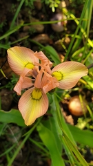 Moraea papilionacea