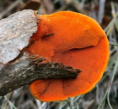Trametes coccinea