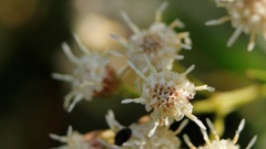 Baccharis salicifolia