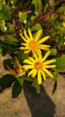 Osteospermum moniliferum