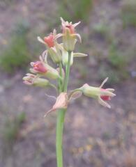 Tulbaghia acutiloba