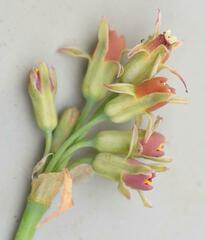 Tulbaghia acutiloba