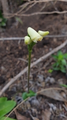 Disperis villosa