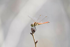 Sympetrum frequens