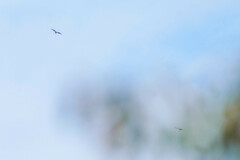 Milvus migrans lineatus
