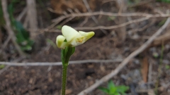 Disperis villosa