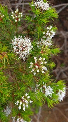 Agathosma bifida