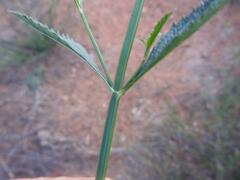 Verbena brasiliensis