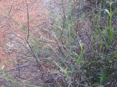 Verbena brasiliensis