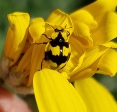 Illeis galbula