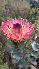 Protea eximia