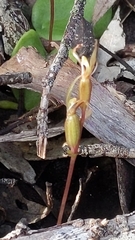 Cyrtostylis robusta
