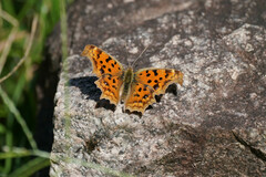 Polygonia c-aureum