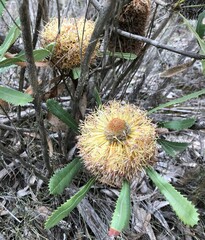 Banksia ornata
