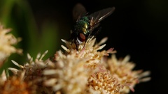 Lucilia