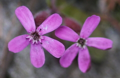 Saponaria ocymoides