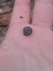 Ommatoiulus moreleti