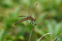 Sympetrum frequens