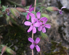 Saponaria ocymoides