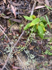 Astrotricha longifolia