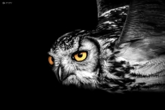 Bubo bengalensis