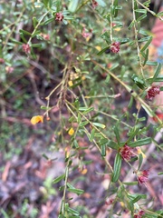 Pultenaea retusa