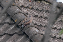 Streptopelia orientalis