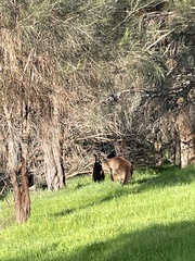 Macropus fuliginosus
