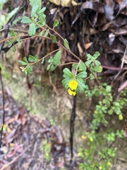 Hibbertia linearis