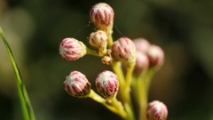 Baccharis salicifolia