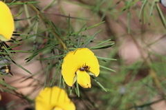 Tetragonula carbonaria