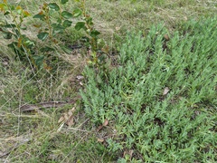 Coronidium scorpioides