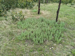 Coronidium scorpioides