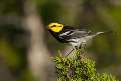 Setophaga chrysoparia