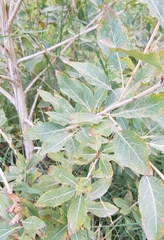 Salix hastata