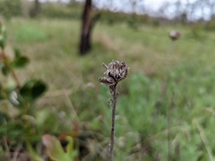 Coronidium scorpioides