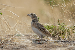 Melanocorypha calandra
