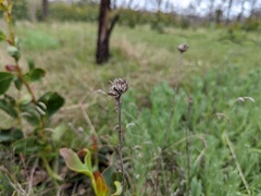 Coronidium scorpioides