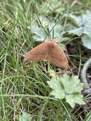 Watsonalla binaria