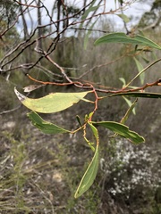 Acacia pycnantha