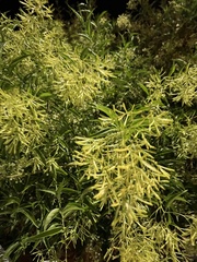 Cestrum nocturnum