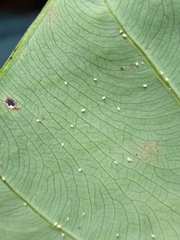 Tarophagus colocasiae