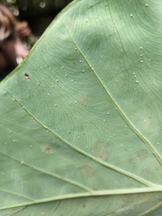 Tarophagus colocasiae