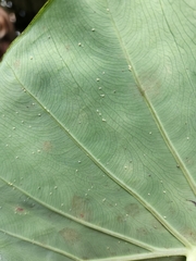 Tarophagus colocasiae