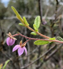 Thomasia petalocalyx