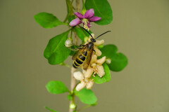 Megacampsomeris prismatica