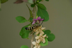 Megacampsomeris prismatica