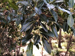 Ficus rubiginosa