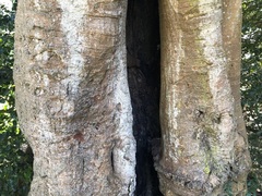 Ficus rubiginosa